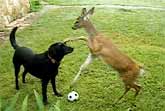 Soccer - Dog vs. Deer